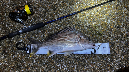 キビレの釣果