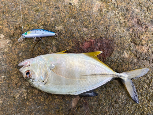 メッキの釣果