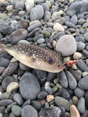 クサフグの釣果