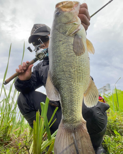 ブラックバスの釣果