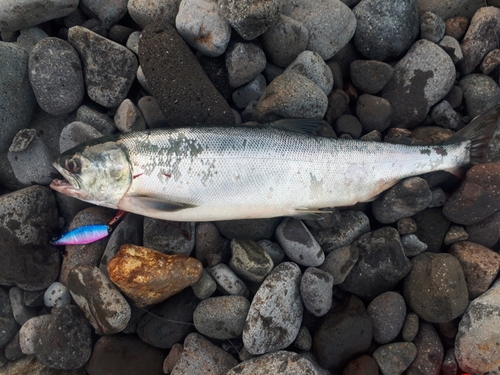 アキアジの釣果