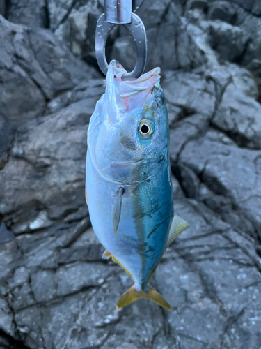 ワカシの釣果