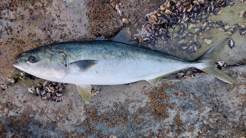 ヤズの釣果