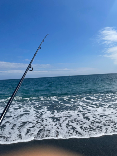 コノシロの釣果