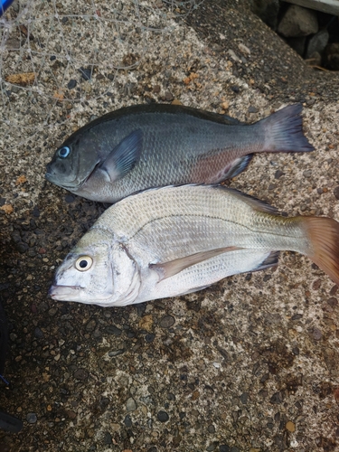 チヌの釣果