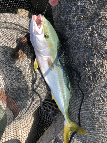 メジロの釣果