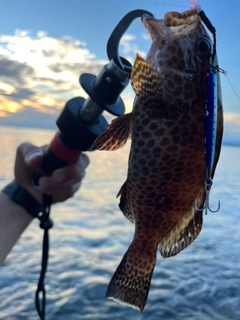 オオモンハタの釣果