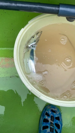 タチウオの釣果