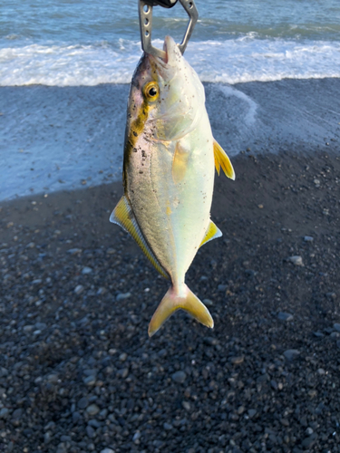 ショゴの釣果