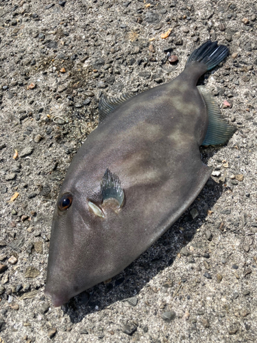 ウマヅラハギの釣果