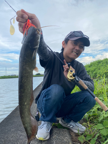 ニホンナマズの釣果