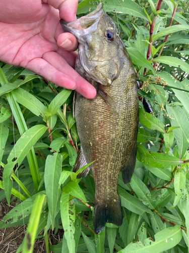 スモールマウスバスの釣果