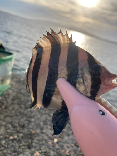 サンバソウの釣果