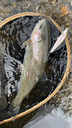 ニジマスの釣果