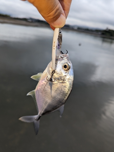 メッキの釣果