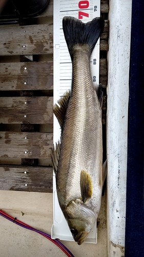 シーバスの釣果