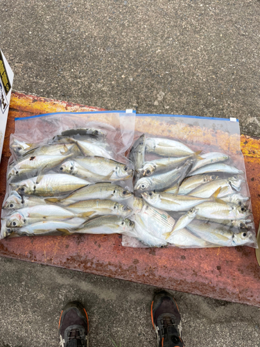 アジの釣果