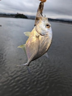 メッキの釣果