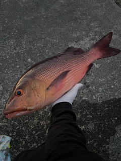 バラフエダイの釣果