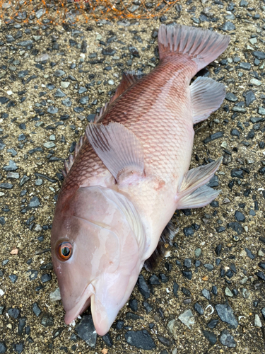 コブダイの釣果