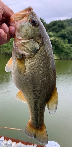 ブラックバスの釣果