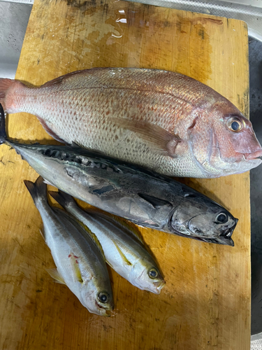 マダイの釣果