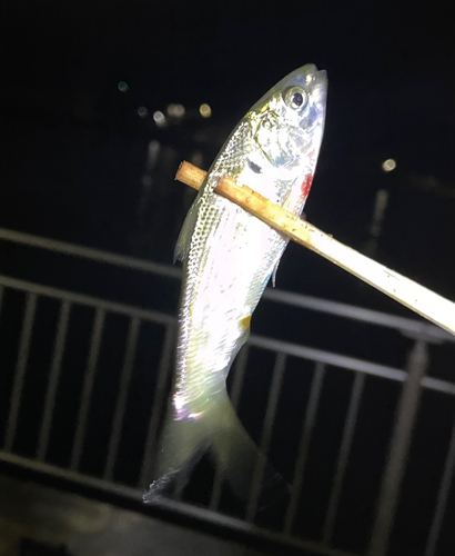 サッパの釣果