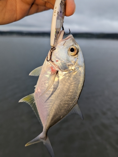 メッキの釣果