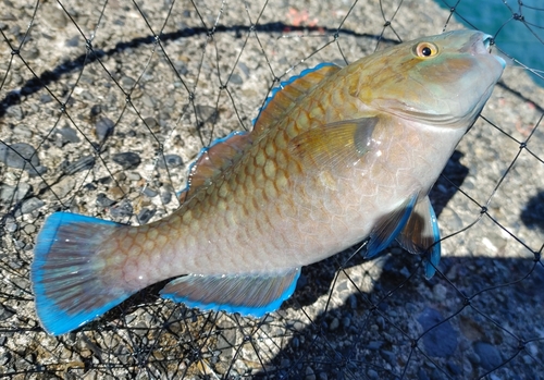 アオブダイの釣果