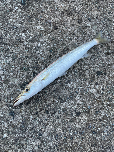 カマスの釣果