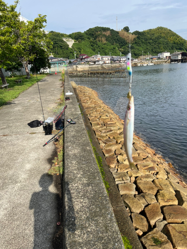 カマスの釣果