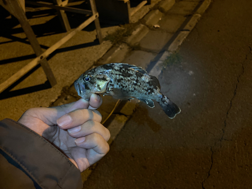 クロソイの釣果