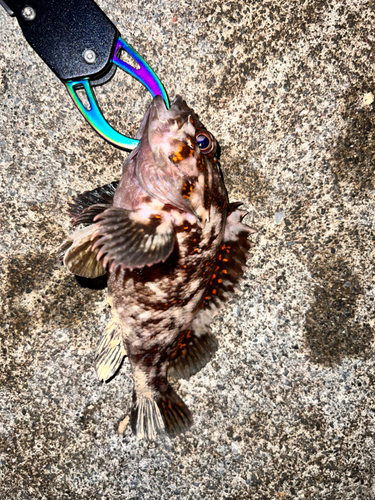 オウゴンムラソイの釣果