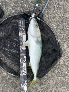 イナダの釣果