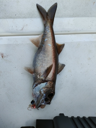 クロムツの釣果