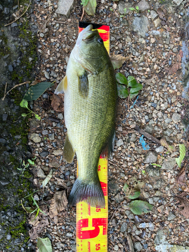 ブラックバスの釣果