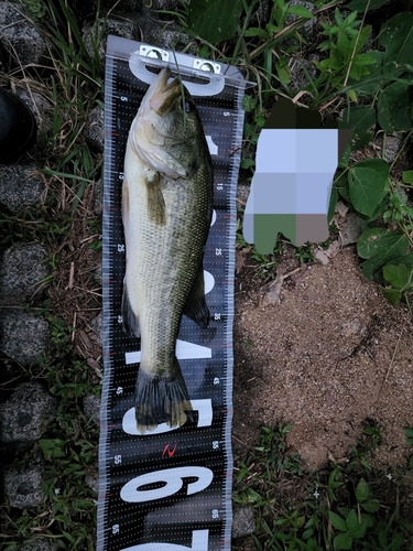 ブラックバスの釣果