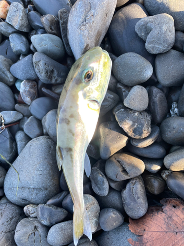 シロサバフグの釣果