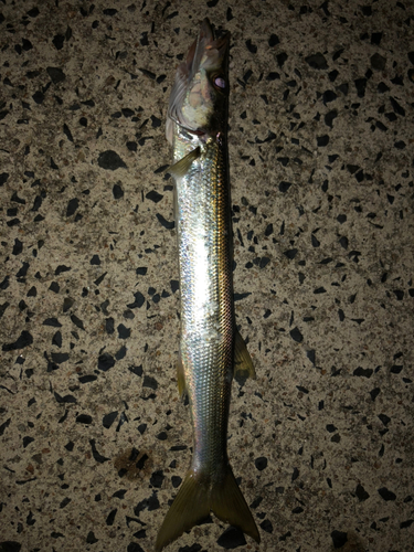 カマスの釣果