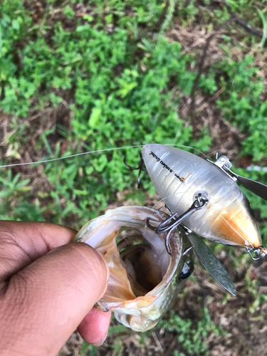 ブラックバスの釣果