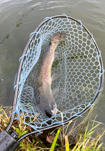 ニジマスの釣果