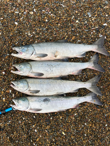 サケの釣果