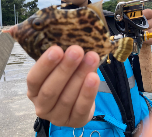 カワハギの釣果