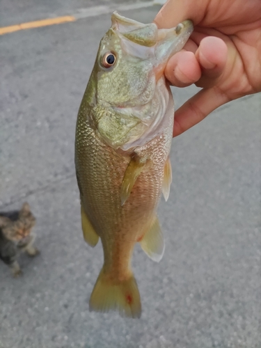 ラージマウスバスの釣果