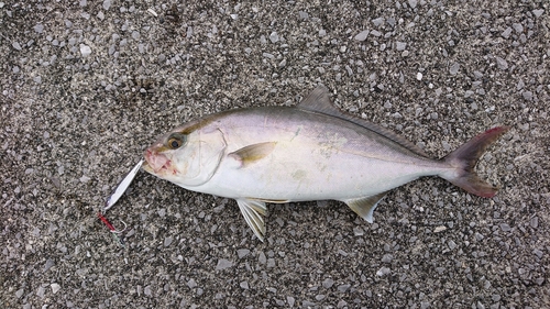 ネイリの釣果