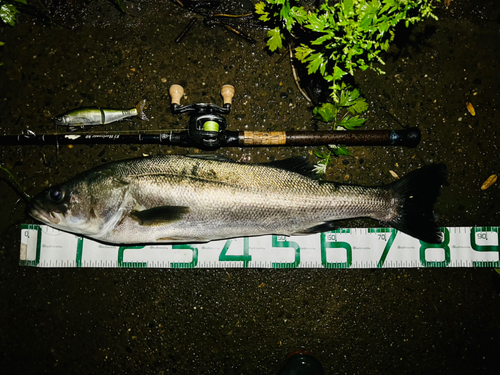 スズキの釣果