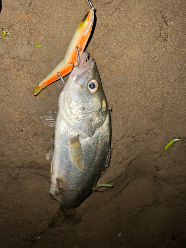 セイゴ（マルスズキ）の釣果