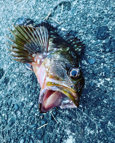 カサゴの釣果