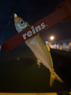 アオアジの釣果