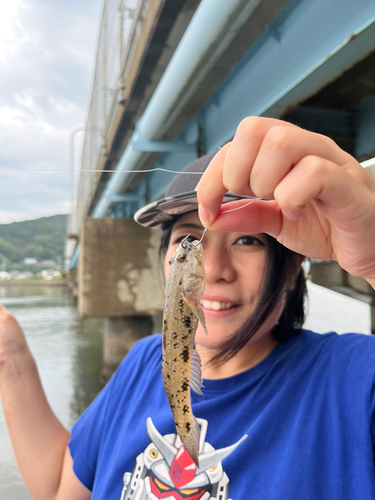 ウロハゼの釣果